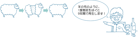 羊の毛のように、１度樹皮をはぐと９年間で再生します